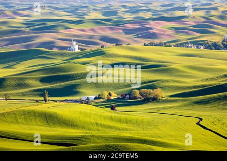 Palouse green wheat fields, seen from Steptoe Butte state park, Palouse, WA Stock Photo