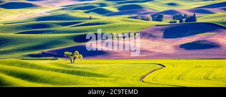 Palouse green wheat fields, seen from Steptoe Butte state park, Palouse, WA Stock Photo