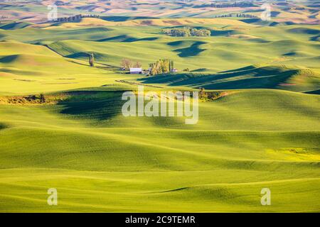 Palouse green wheat fields, seen from Steptoe Butte state park, Palouse, WA Stock Photo