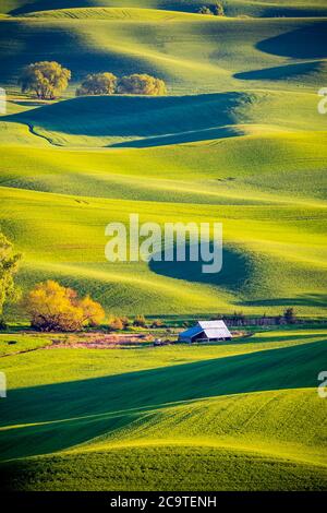 USA, Washington State, Palouse. Old, red barn in field of chickpeas (PR ...