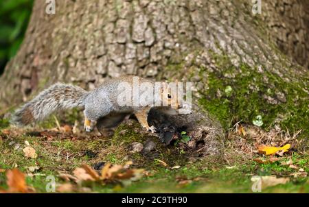 Close up of a cute grey squirrel (Sciurus carolinensis) on a tree trunk, autumn in UK. Stock Photo