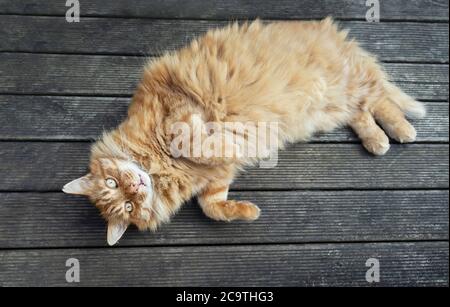 Close up of a ginger cat lying on a back on a wooden decking in the garden. Stock Photo