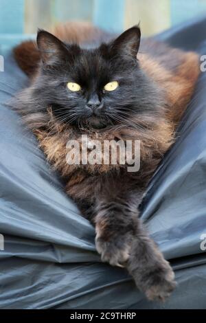 Close up of a black cat lying on a garden swing bench. Stock Photo