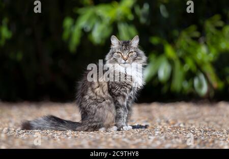 Close up of a long haired grey domestic cat standing on pebbles. Stock Photo