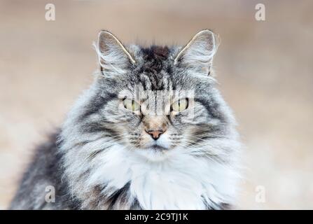 Close up of a long-haired grey domestic cat against clear background. Stock Photo