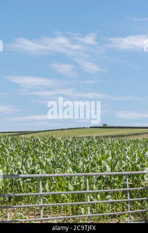 Maize / Sweetcorn / Zea mays crop growing in Cornwall field with blue summer sky. Growing sweetcorn in UK (as animal feed), field of dreams. Stock Photo
