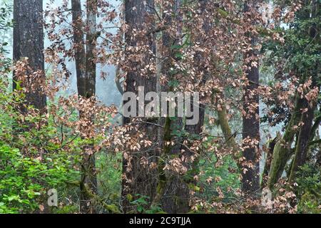 Sudden Oak Death (SOD) is a disease of Live & Tan Oak  'Quercus vislizenii' trees caused by an invasive plant pathogen 'Phytophthora ramorum'. Stock Photo