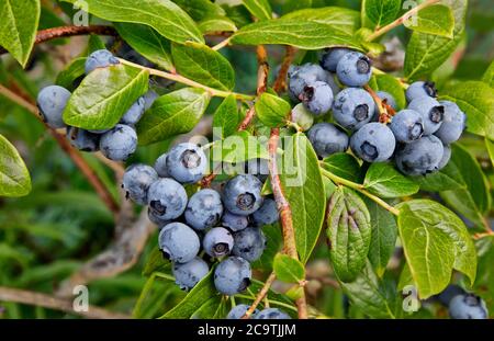 Ripe blueberries  'Duke'  variety,  'Vaccinium corymbosum'. Stock Photo