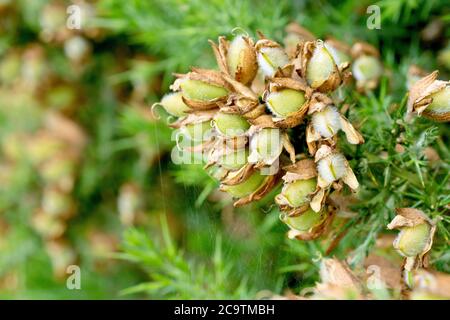 Gorse (ulex europaeus), also known as Furze or Whin, close up of the developing seed pods. Stock Photo