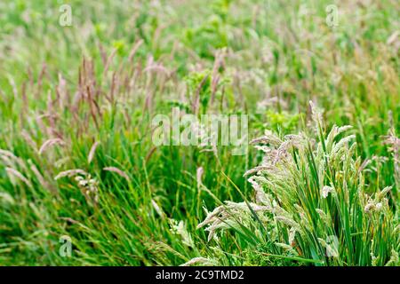 An abstract image of a variety of grass or grasses growing in a meadow, with possibly Creeping Soft-grass (holcus mollis) in the foreground. Stock Photo