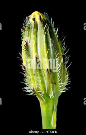Common Hawkweed (hieracium vulgatum or hieraceum vulgatum), close up of a flower bud, isolated against a black background. Stock Photo
