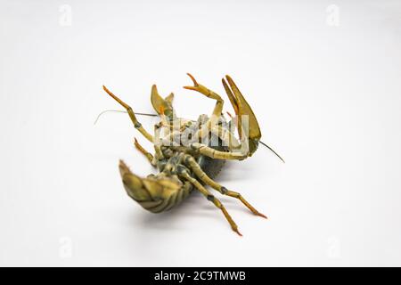 Live crayfish or lobster upside down from the river on a white background. Inverted crayfish on white background Stock Photo