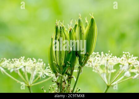 Sweet Cicely (myrrhis odorata), close up of developing seed pods growing amongst the last of the flowers, isolated against a plain green background. Stock Photo