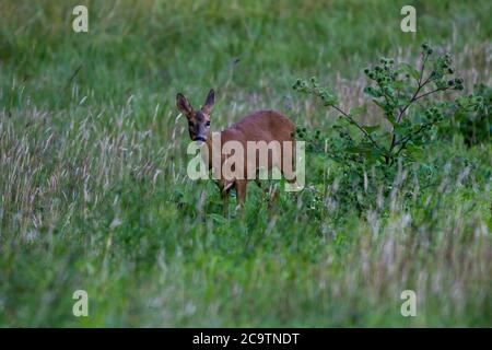 European Roe deer (Doe) -Capreolus capreolus feeds. Summer Stock Photo