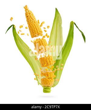 Cracked corn cob with flying grains and leaves isolated on white. Flying food concept. Stock Photo
