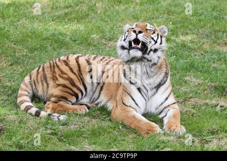 Tiger lying in the grass Stock Photo