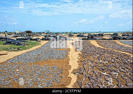Fish on the beach in Negombo, Sri Lanka drying in the sun Stock Photo