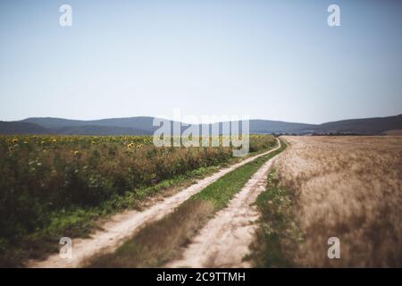 Selective focus country road through the wheaten and sunflower fields Stock Photo