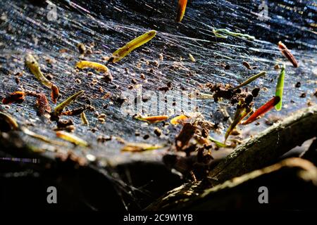 Thick spiders web in a tree branch catches pine needles and all sorts of other debris, which is lit up in the afternoon sun. Ottawa, Ontario, Canada. Stock Photo