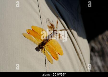Two eastern amberwing (Perithemis tenera) mating on my trousers. Ottawa, Ontario, Canada. Stock Photo