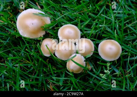Top down shot of a group of Psathyrella (candolleana?) coming up though a recently mowed lawn in Ottawa, Ontario, Canada. Stock Photo