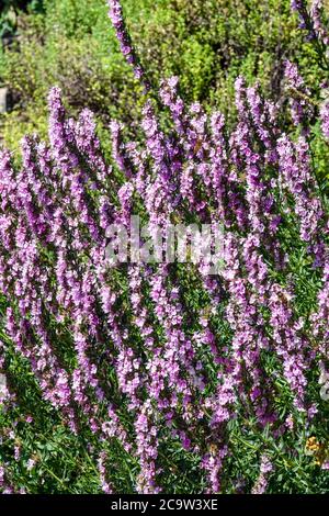 Hyssopus officinalis in garden. Pink flowers in garden. Aromatic ...