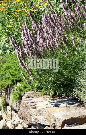 Hyssop Hyssopus officinalis Stock Photo - Alamy