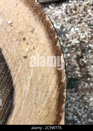 Walnut tree texture close-up. Wood texture Stock Photo