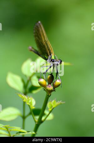 Banded demoiselle, Gebänderte Prachtlibelle, Calopteryx splendens, sávos szitakötő Stock Photo