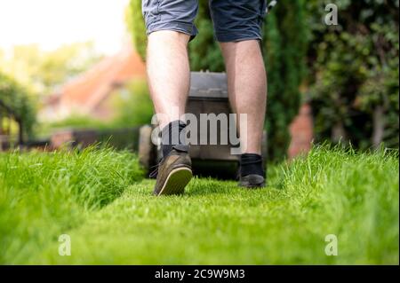 Man cutting gras with a lawn mower. Stock Photo
