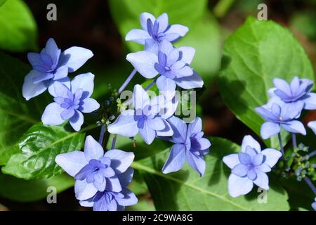 Blue lace cap Hydrangea macrophylla 'Hanabi' in flower Stock Photo