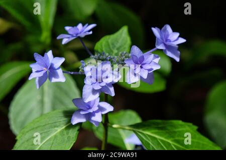 Blue lace cap Hydrangea macrophylla 'Hanabi' in flower Stock Photo