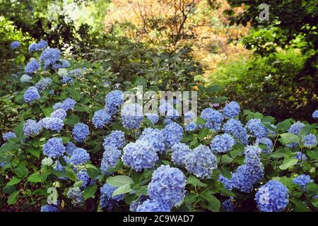 Blue mophead Hydrangea macrophylla in flower Stock Photo