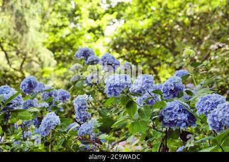 Blue mophead Hydrangea macrophylla in flower Stock Photo