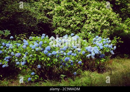 Blue mophead Hydrangea macrophylla in flower Stock Photo