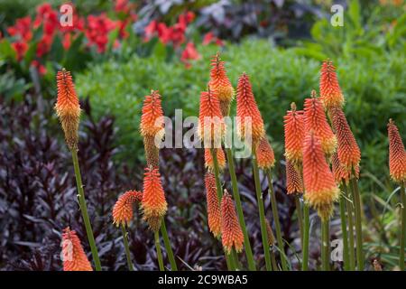 Beautiful image of red hot pokers or kniphofia growing Stock Photo
