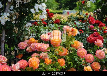 The peach and pink rose of rosa 'jam and jerusalem' frymojo in bloom Stock Photo