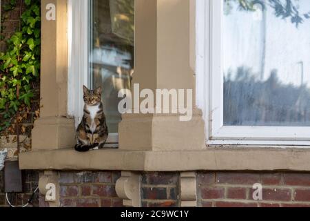 a cat sitting on the window sill outside a house waiting to be let in by the owner Stock Photo
