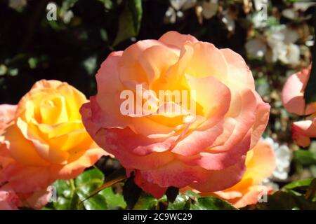 The peach and pink rose of rosa 'jam and jerusalem' frymojo in bloom Stock Photo