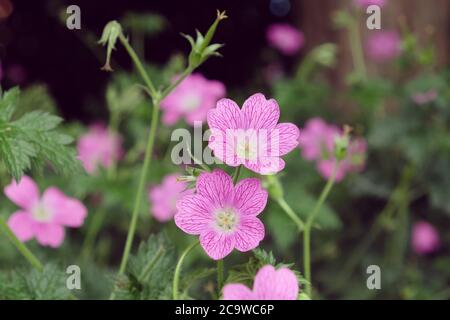 Pink hardy geranium oxonianum 'Wargrave Pink'  in flower Stock Photo