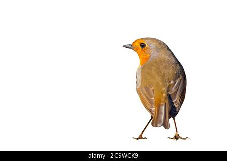 Isolated bird. Cute bird robin. White background. European Robin. Erithacus rubecula. Stock Photo