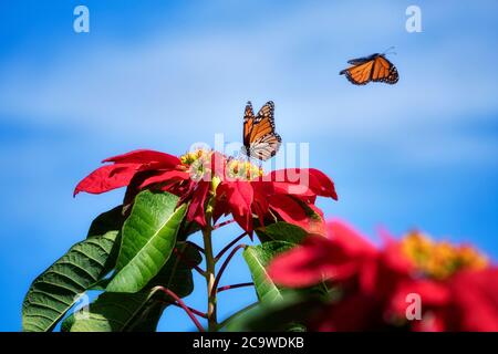 Monarch butterflies on pointsettia flowers. Sun Yat Sen Park, Maui, Hawaii Stock Photo