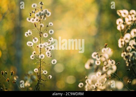 Dry Flowers Of Conyza Sumatrensis. Guernsey Fleabane, Fleabane, Tall Fleabane, Broad-leaved Fleabane, White Horseweed, And Sumatran Fleabane. Close Up Stock Photo