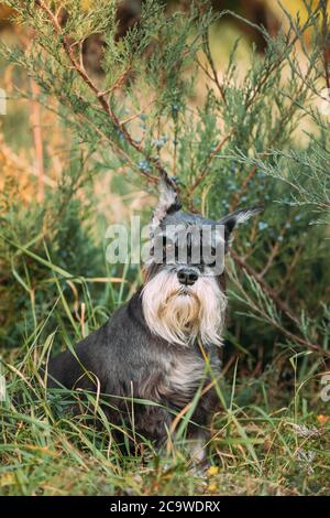 Miniature Schnauzer Dog Or Zwergschnauzer Funny Sitting Outdoor In Summer Green Grass Stock Photo
