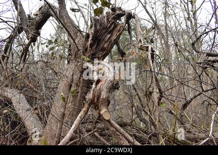 A Large Dead Tree That Broke During A Storm in a Dead Forest Stock Photo