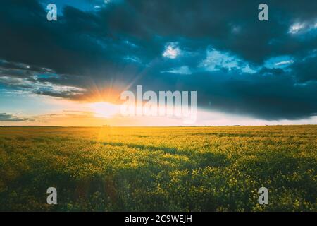 Sunshine During Sunset Above Rural Landscape With Blooming Canola Colza Flowers. Sun Shining In Dramatic Sky At Sunrise Above Spring Agricultural Stock Photo