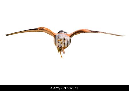 Flying falcon. Landing bird. Isolated bird. White background. Bird: Lesser Kestrel. Falco naumanni. Stock Photo