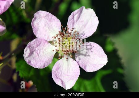 Blackberry Brombeere Rubus Fruticosus Vadszeder Vagy Foldi Szeder Stock Photo Alamy