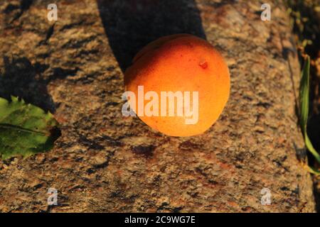 bright yellow orange apricots or peaches are lying on the rocks fallen from the branches a little beaten summer autumn harvest Stock Photo