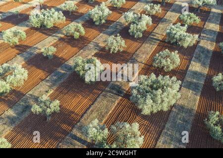 Olive tree plantation aerial Stock Photo